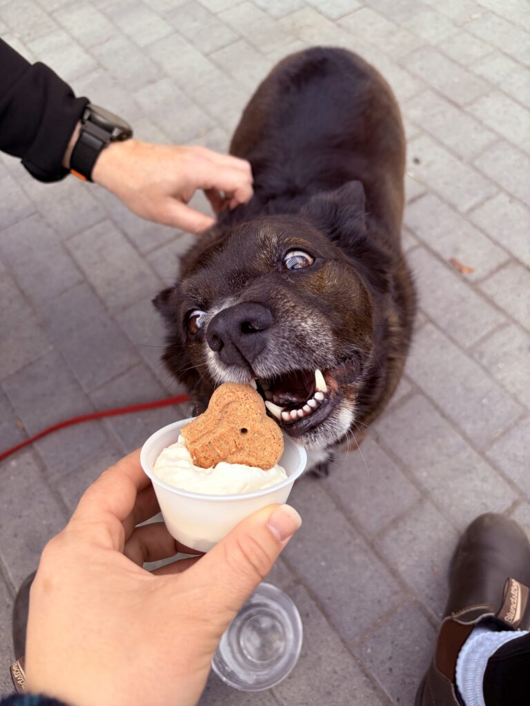 Cooper enjoying a pup cup from Black Rifle Coffee Company