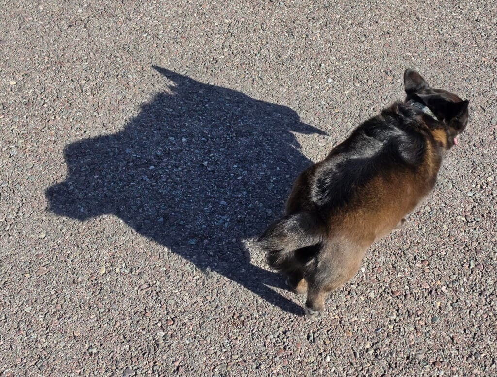 My daughter and I were laughing at how ridiculous Cooper’s shadow looks.