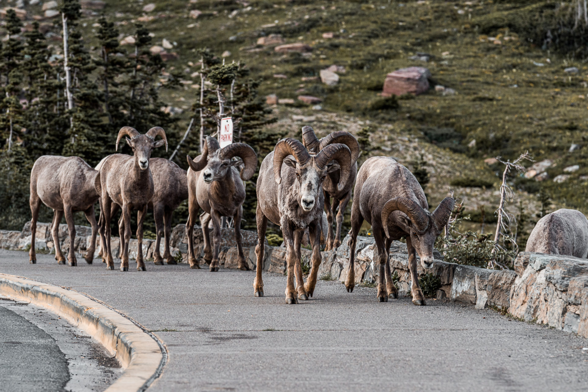 Bighorn Sheep roaming the parking lot of Logan Pass Visitors Center in Glacier National Park